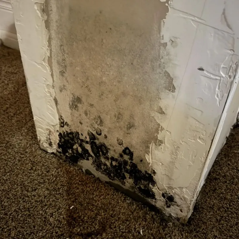 Professional Mold Removal in Wayne County, IA